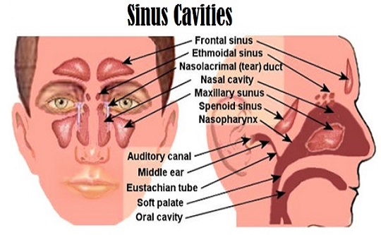 Sinus Cavities